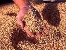 В Казахстане уже собрано 12 млн. тонн зерна