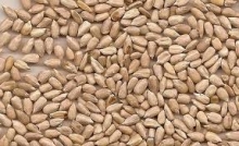 В Кыргызстан поступят 500 тонн семян кукурузы в виде гранта из Казахстана