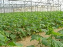 Более чем в 11 раз увеличены субсидии для овощеводов Костанайской области
