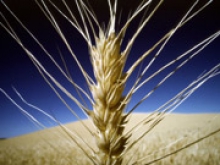 Пшеница на мировых рынках дорожает