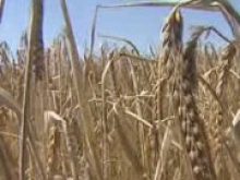 США сократили экспорт пшеницы до минимума за 25 лет из-за укрепления доллара
