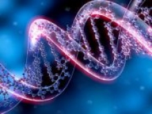 В клетках человека нашли необычные структуры ДНК