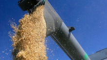Всемирный Банк призывает страны не вводить эмбарго на экспорт зерна