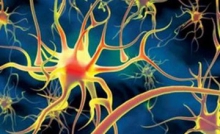 Японские ученые доказали, что нервные клетки восстанавливаются