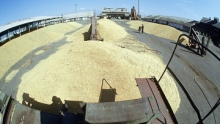 Мировое производство зерна в 2014-2015 сельхозгоду упадет на 2%, до 1,94 млрд тонн - IGC