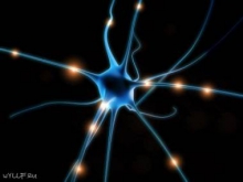 Ученые выключили белок, тормозящий развитие нервных клеток