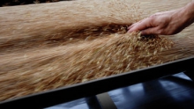 Казахстан за январь-май экспортировал в КНР почти 130 тыс тонн зерна