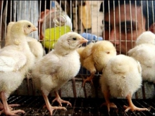 В Казахстане на 10-12% увеличилось поголовье скота и птицы — Минсельхоз