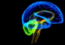 Мозг распознает человеческие эмоции предвзято - ученые