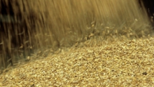 Казахстан в январе-сентябре увеличил экспорт зерна в 6,8 раза - до 6,5 млн тонн
