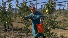 Более 21 миллиарда тенге направлено на развитие садов в Казахстане28 сентября 2020, 17:00