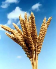 Россия планирует поставить в Кыргызстан 1,5 тыс тонн семян пшеницы