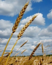 Казахстан планирует экспортировать зерно в страны Кавказа