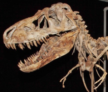На еBay выставили скелет детеныша тираннозавра