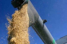Продление запрета на экспорт зерна из РФ повысило его мировую цену