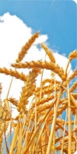 Казахстанское зерно будут экспортировать в Иорданию