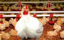 К 2015 году Казахстан намерен обеспечивать 70% внутренней потребности в мясе птицы