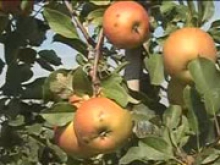 Франция после отмены 10-летнего эмбарго возобновляет поставки яблок и груш в США