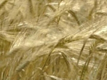 Мировое производство зерна в этом году уменьшится на 2,4% из-за засухи - OОН