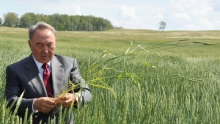 Почти 27 млн тонн зерна собрано в Казахстане в 2011 году