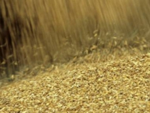 Первые биржевые торги казахстанской пшеницей определили индикатор ее стоимости