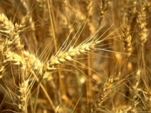 Казахстан сможет 2 года экспортировать по 8-9 млн тонн зерна