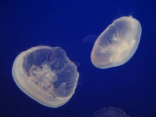 В Израиле создают экологичный материал из останков медуз