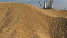 Продкорпорация РК закупит у крестьян 2 млн тонн зерна по цене 26,5 тыс тенге за тонну