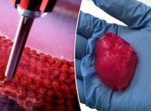 Биотехнологическая компания напечатала полнофункциональное мини-сердце