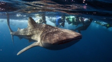 Google защитит свои подводные интернет-кабели от акул