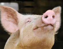 Ученые смогли частично оживить мозг свиньи через четыре часа после ее смерти