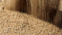 Почти 21 млн тонн зерна собран в Казахстане - МСХ
