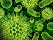 Биологи выяснили, как бороться с супербактериями