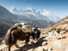 Китай отнимает Непал у Индии