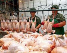 Казахстан сократит импорт мяса птицы