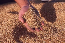 Казахстан столкнулся с проблемами при экспорте зерна в Китай